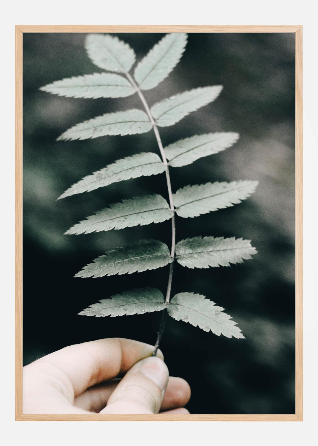 Product Image for Mountain Ash Plakat (21x29.7 cm (A4))
