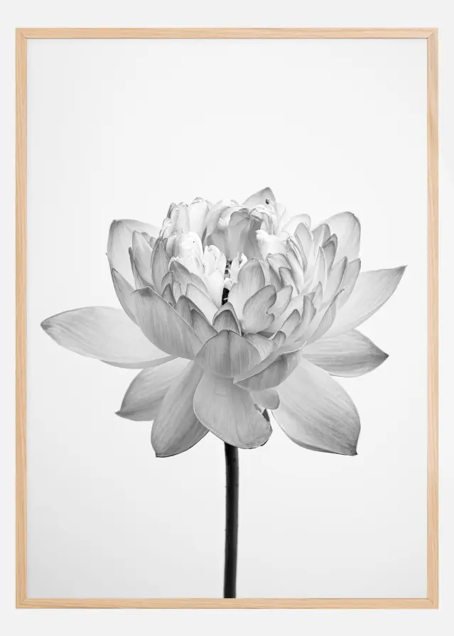 Grey flower Plakat