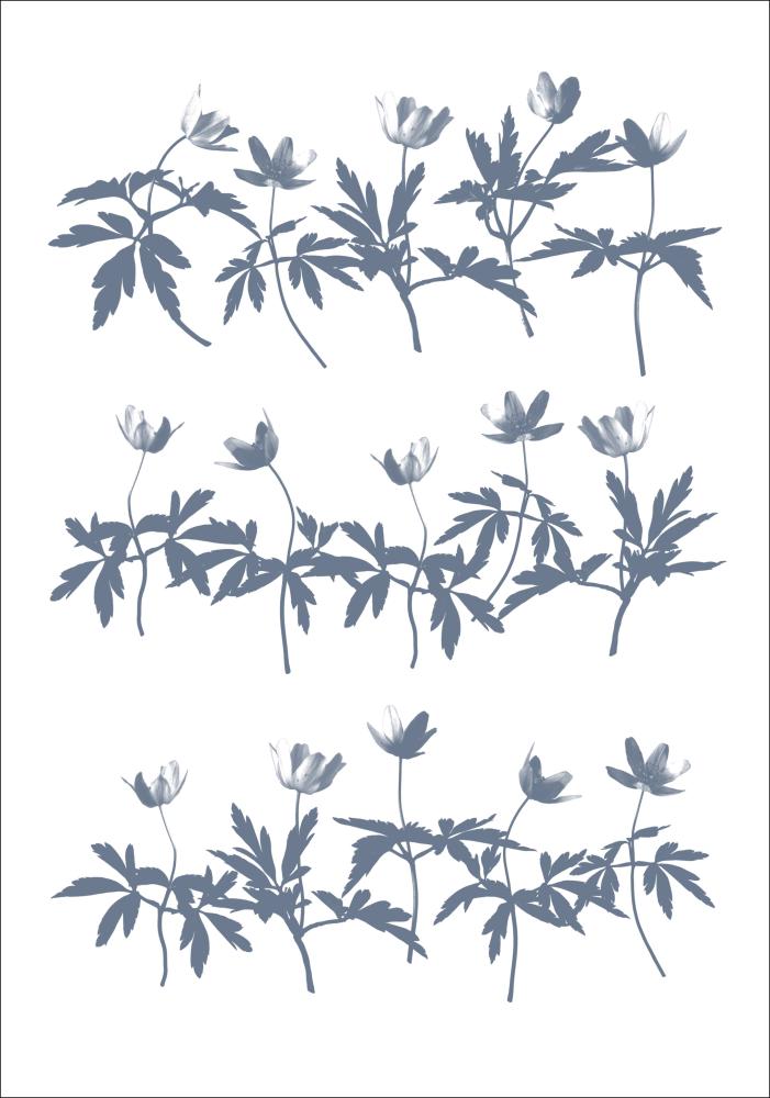 Wood Anemone Plakat