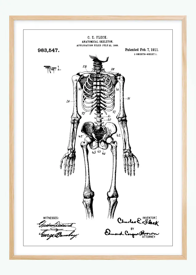 Patenttegning - Anatomisk Skelet I Plakat