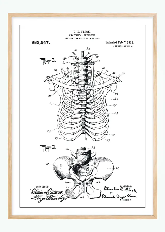 Patenttegning - Anatomisk Skelet II Plakat