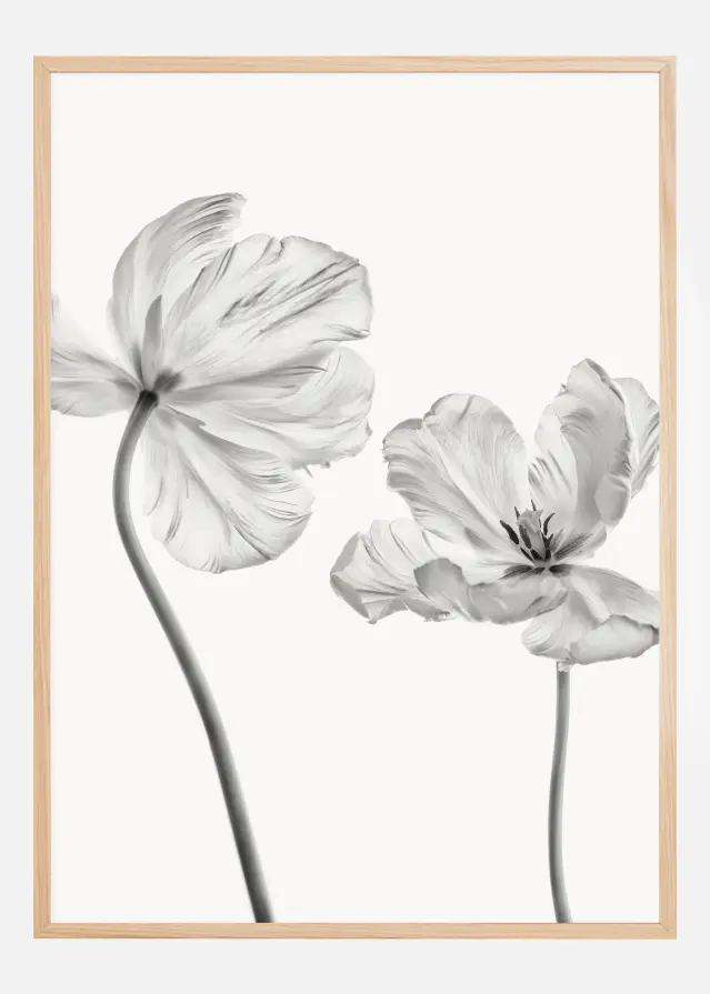 Same tulip front and backview Plakat