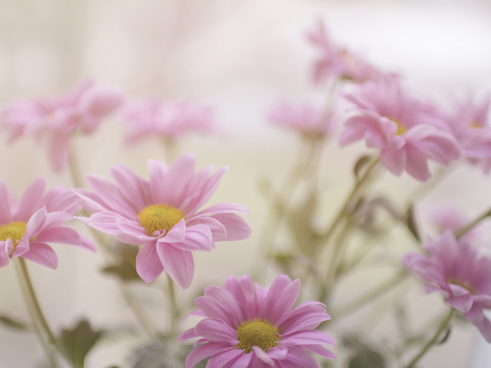 Rosa Blomster II