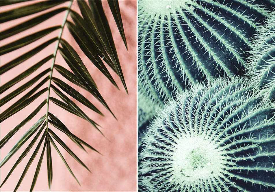 Plakater med palmeblade – plakater med kaktusser