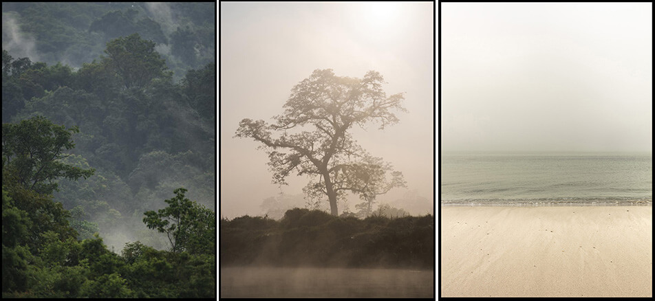 Tre plakater med naturmotiver – regnskov, træ i tåge, tom strand